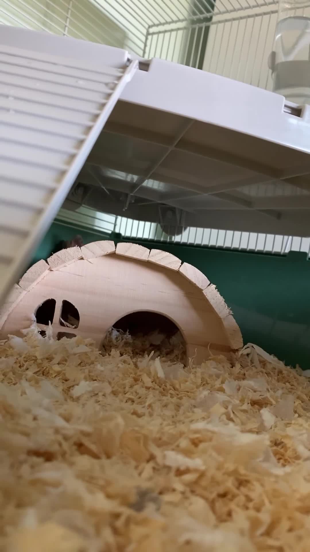 Hamster rodents for sale: Female Syrian hamster - Video 2