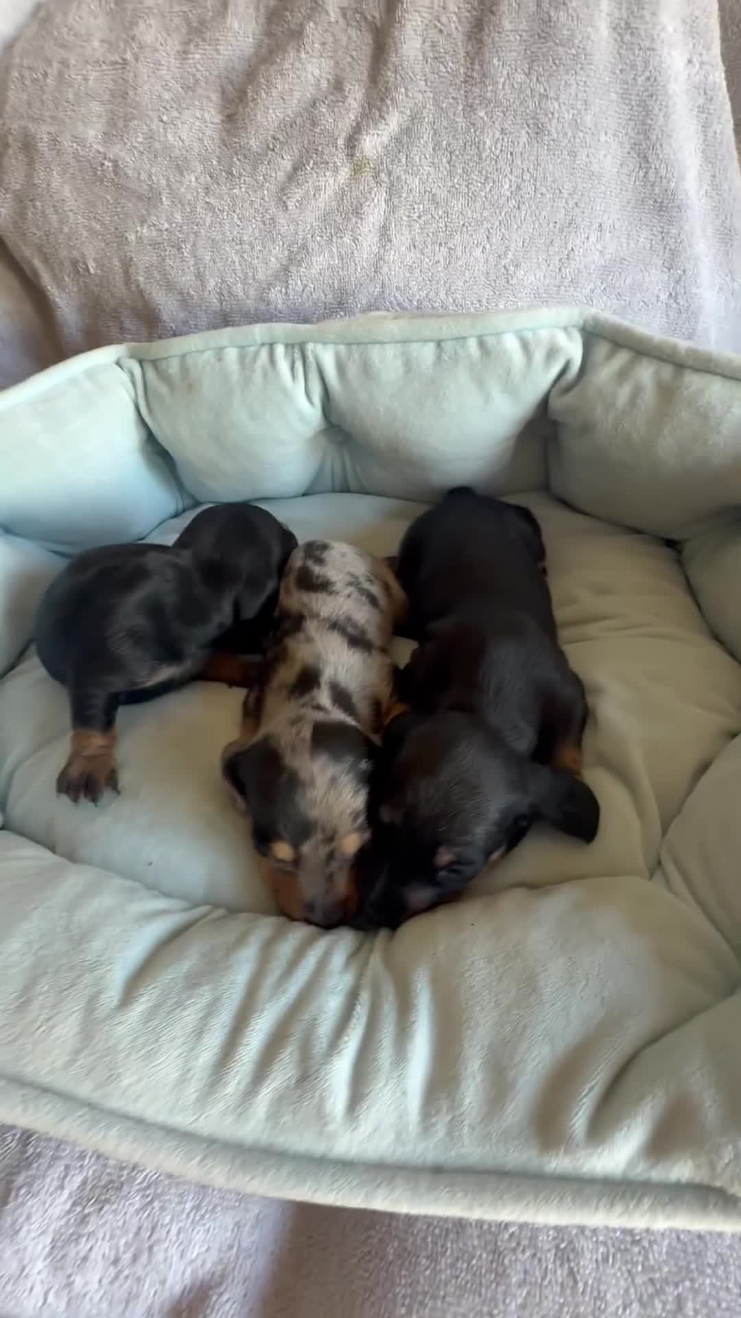 Miniature Dachshund dogs for sale: Miniature dachshund puppy’s  - Video 1