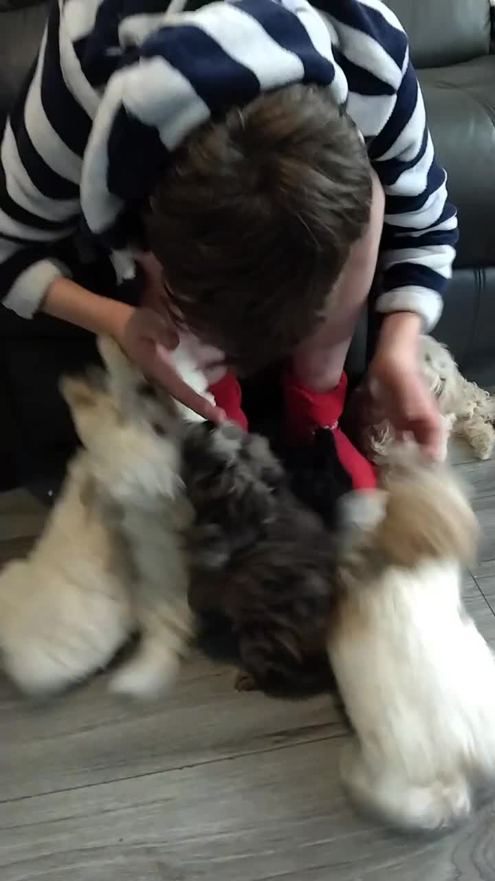 Poochon dogs for sale: Poochons💥 2 Beauties READY TO LEAVE NOW 💥  - Video 2