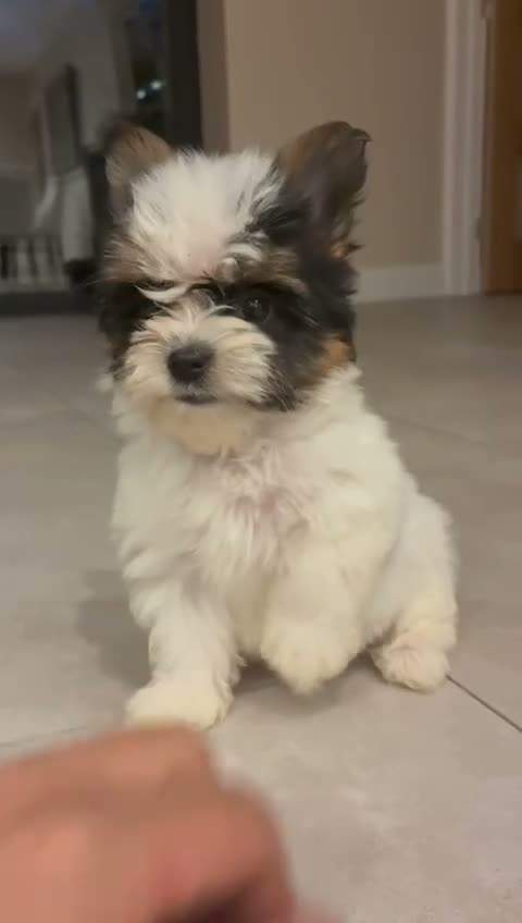 Biewer Terrier dogs for sale: Biewer terrier 14 weeks - Video 1