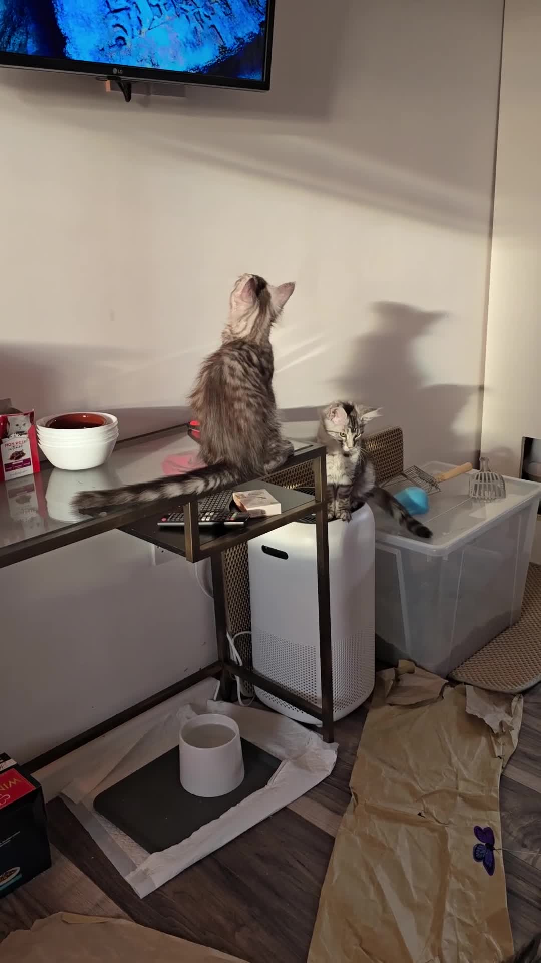 Maine Coon cats for sale: Last Pedigree Maine coon girl READY TO LEAVE  - Video 1