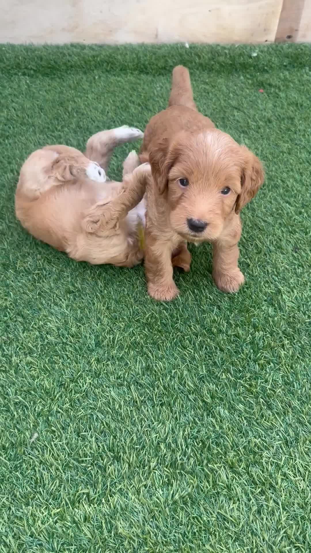 Mixed Breed dogs for sale: Mini Goldendoodle - Video 3