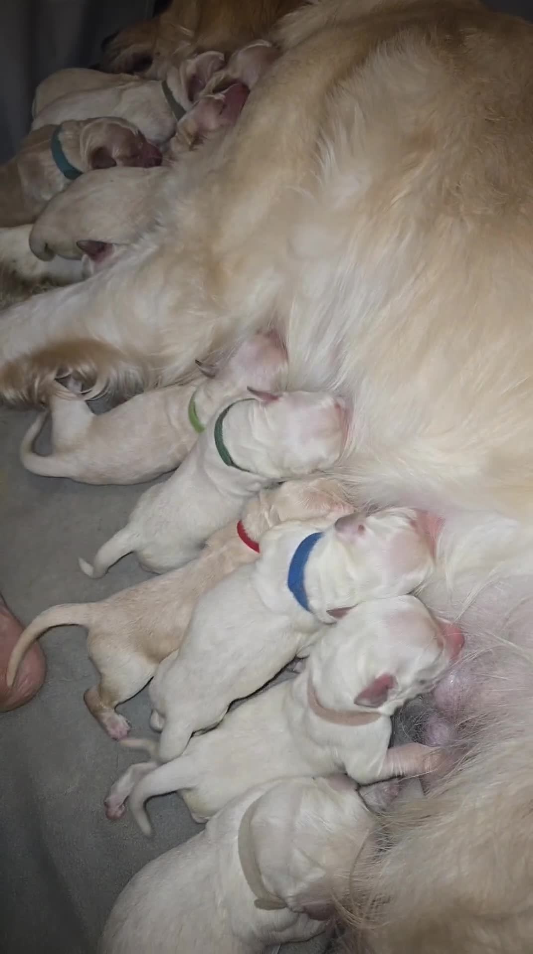 Golden Retriever dogs for sale: New arrival KC Reg Golden Retriever puppies - Video 3
