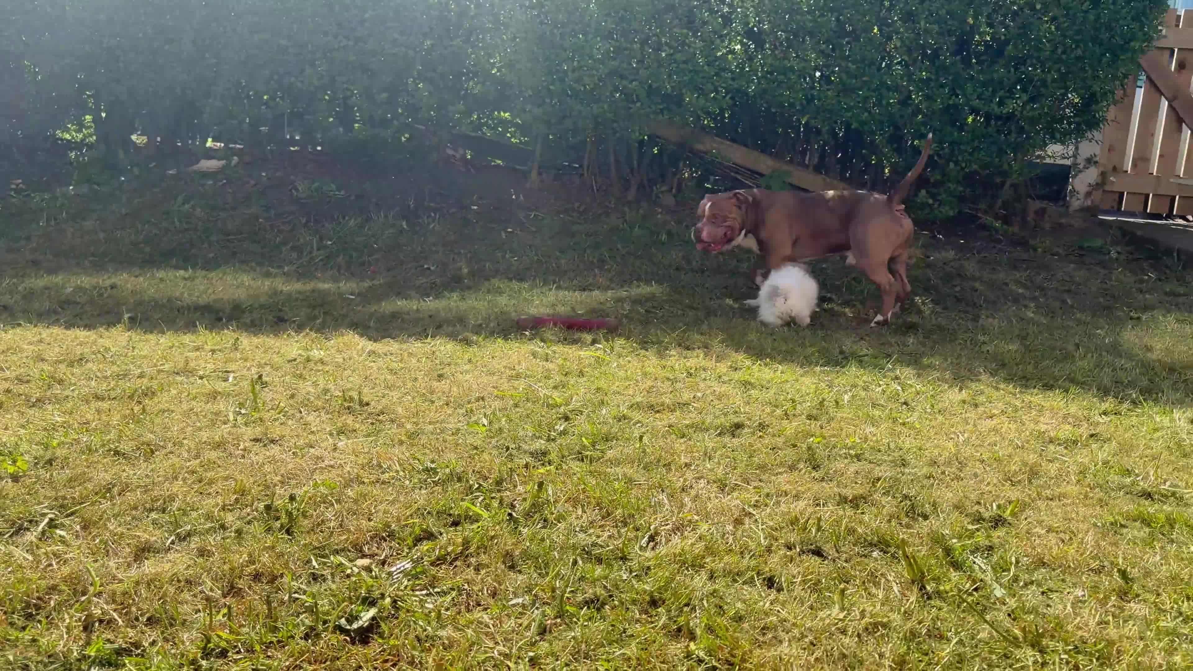 Pomeranian dogs for sale: Make true to type Pomeranian  - Video 1