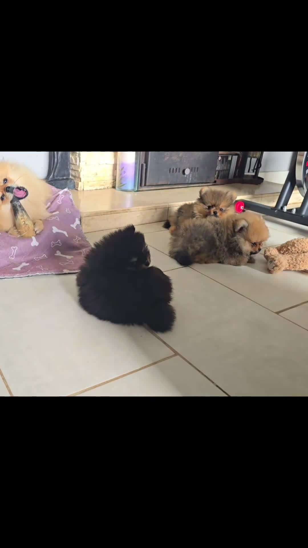 Pomeranian dogs for sale: Tiny Teddy Bear Pomeranians - Video 2