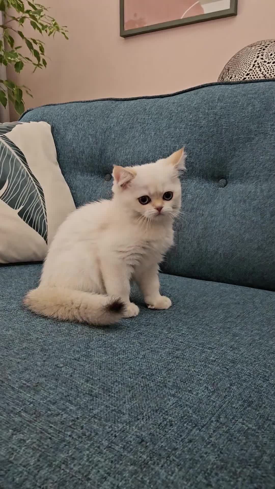 Scottish Fold cats for sale: Excellent Scottish straight kittens  - Video 1