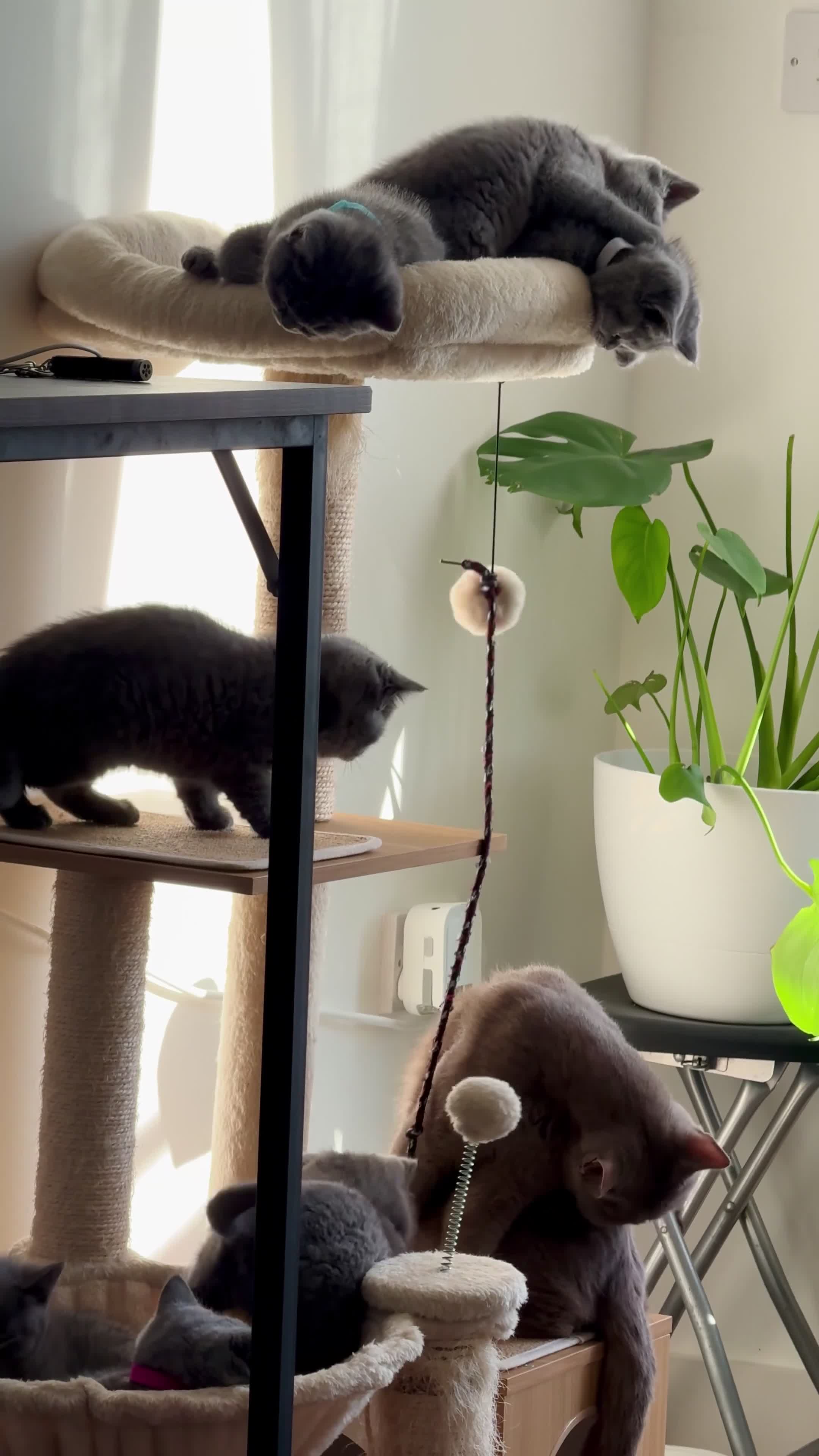 British Shorthair cats for sale: Seven little souls looking for their new home 🐾 - Video 3