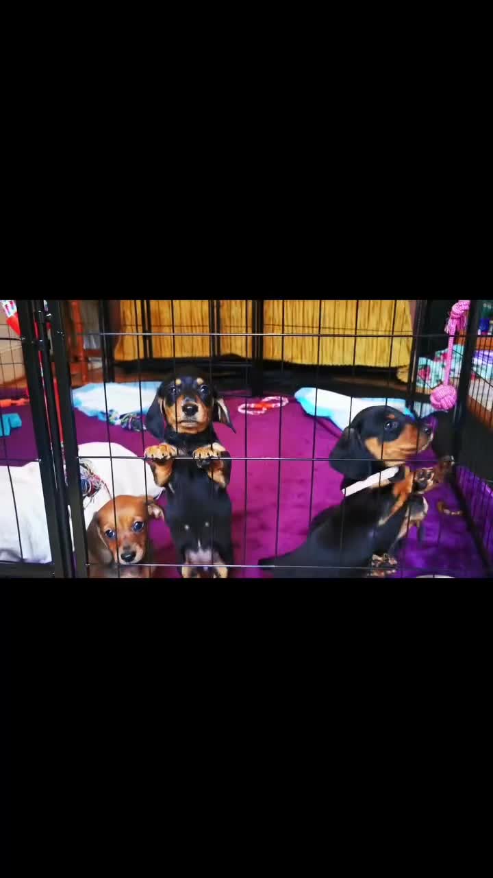 Miniature Dachshund dogs for sale: KC Stunning litter of girls 💗 - Video 1