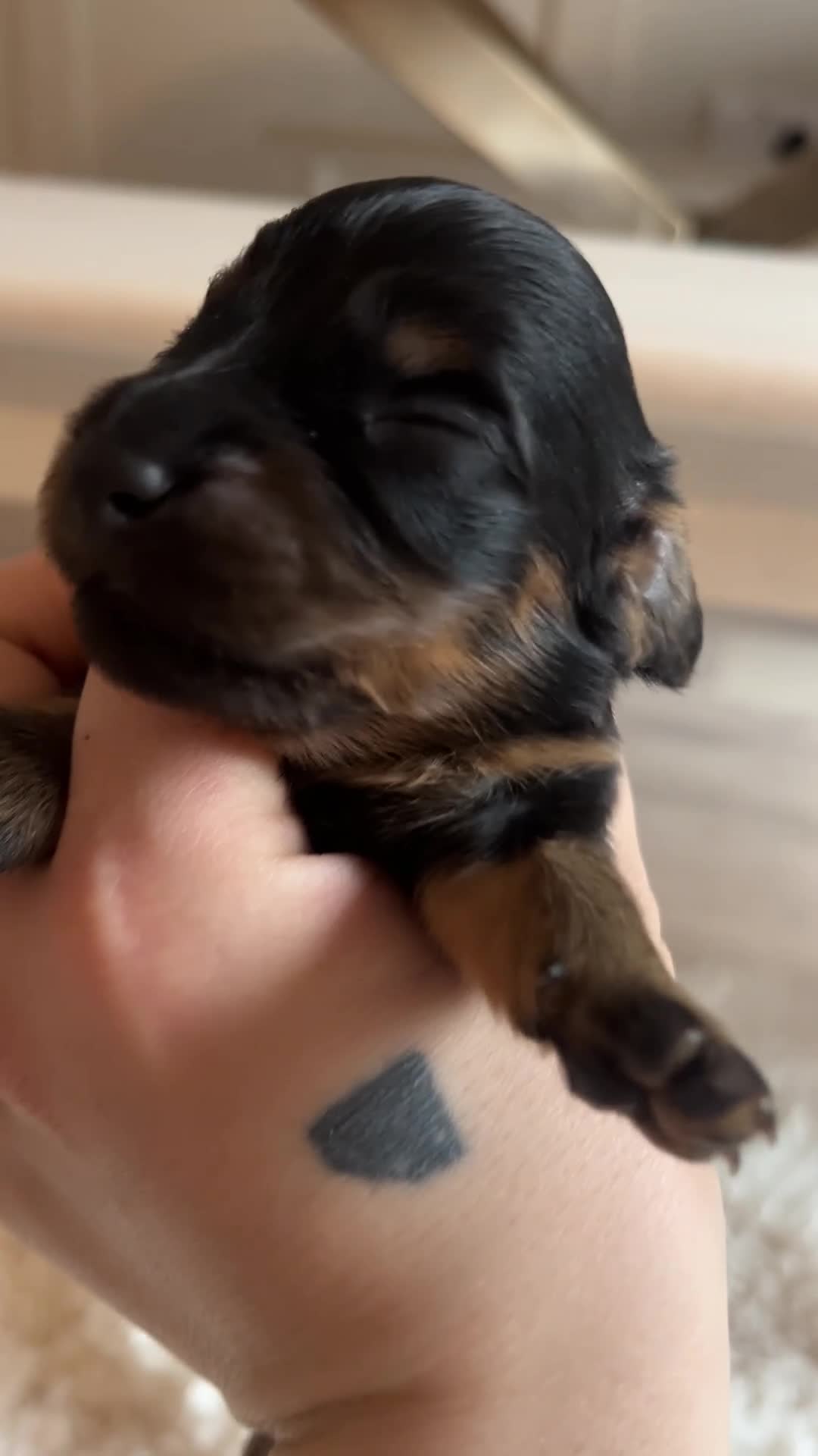 Miniature Dachshund dogs for sale: Miniature dachshunds for sale  - Video 1