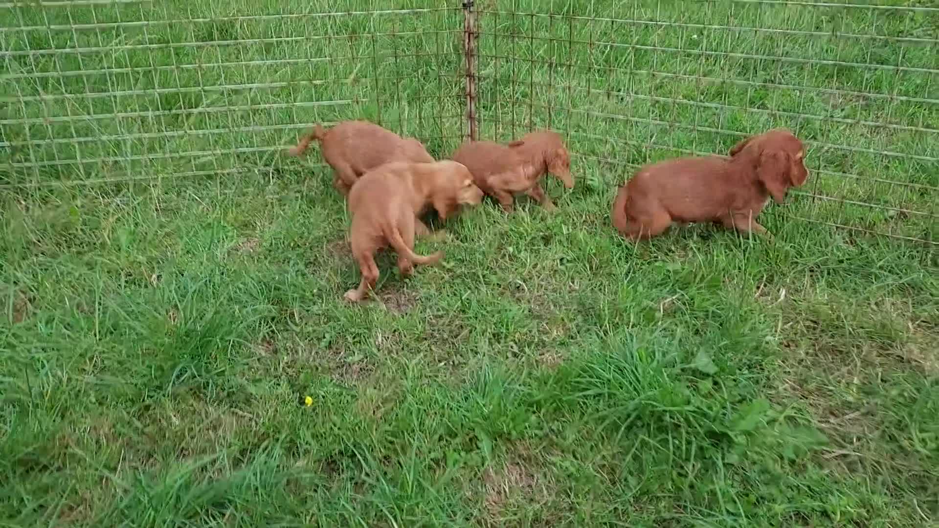 Cocker Spaniel dogs for sale: Kc reg quality cocker spaniel puppies - Video 2