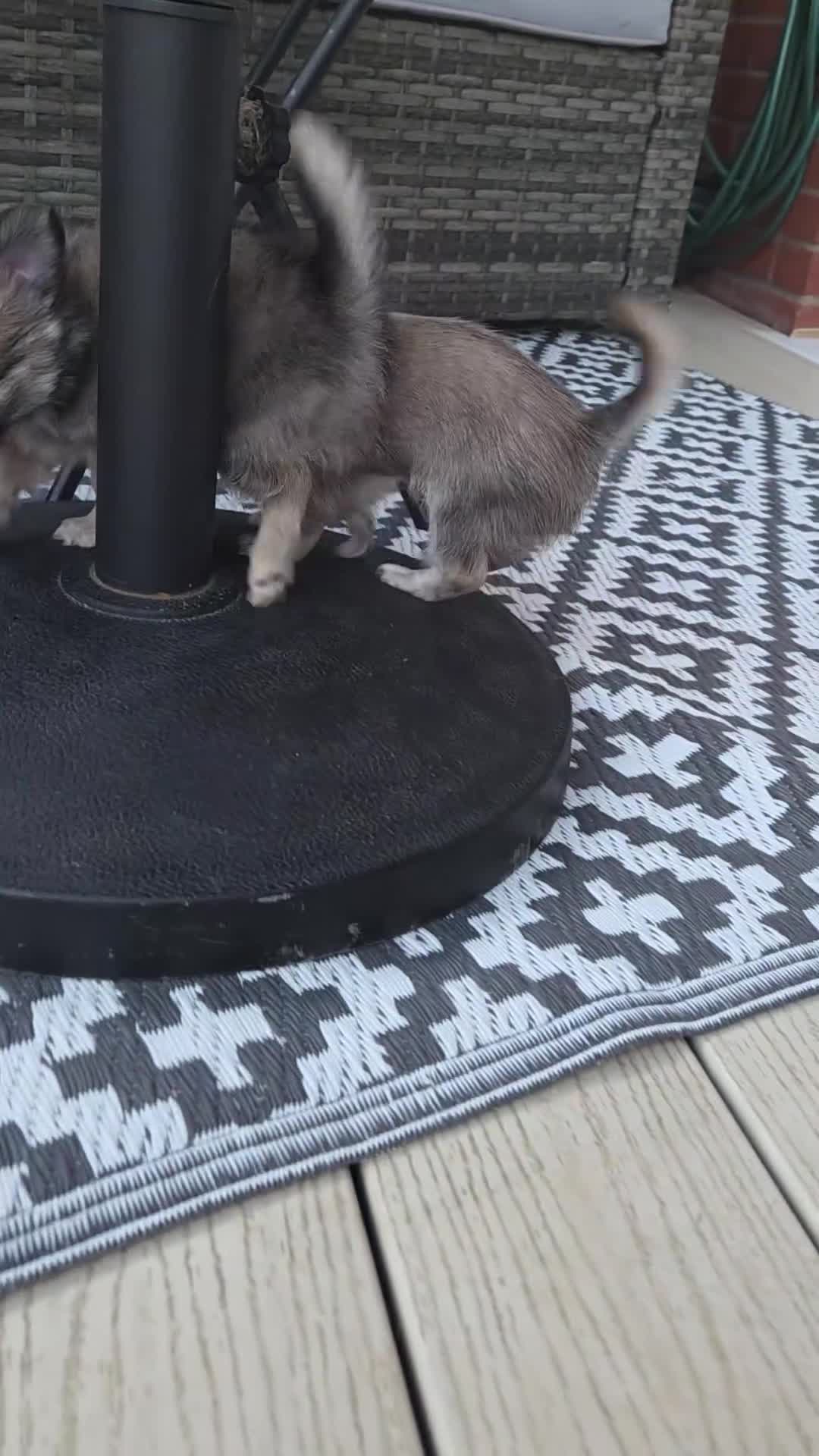 Chihuahua dogs for sale: Three Amigos - Longhaired Chihuahua Male Pups  - Video 4