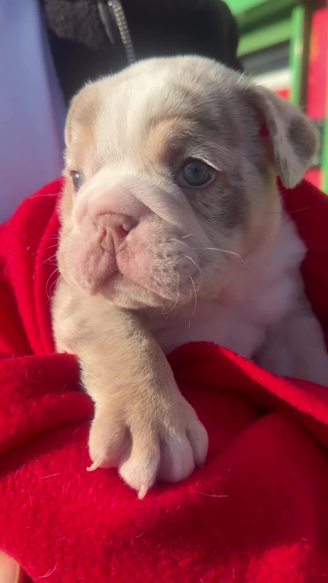 English Bulldog dogs for sale: Beautiful lilac merle female - Video 1