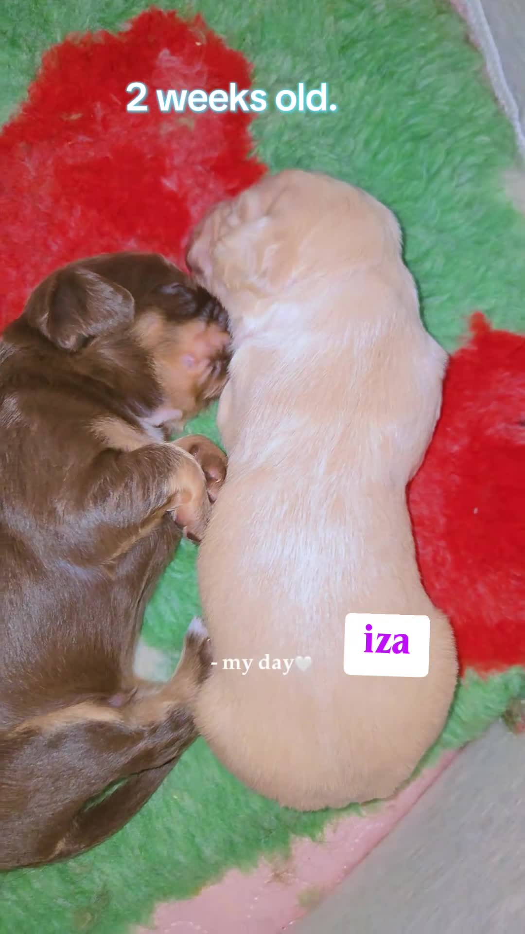 Mixed Breed dogs for sale: Field spaniel cross puppies kc Activity registered in Irvine - Video 1