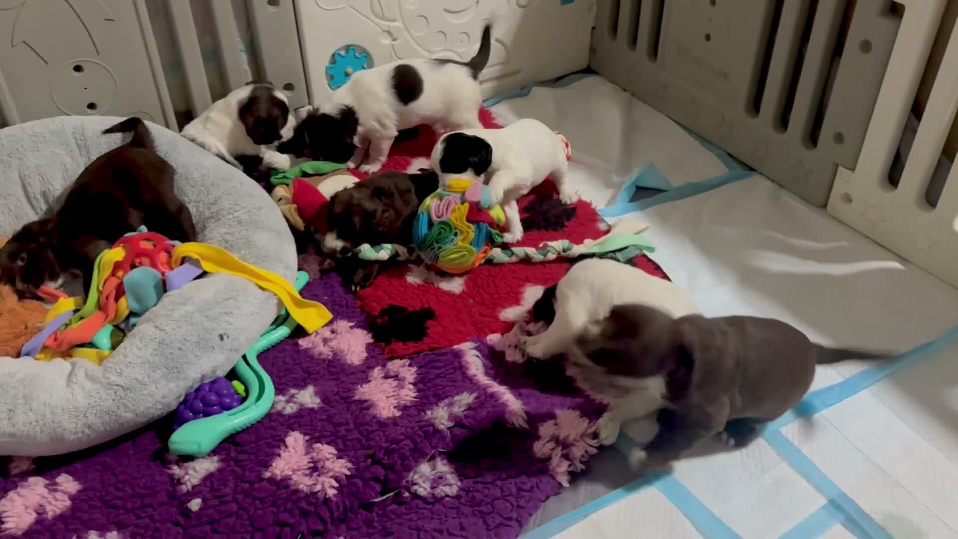 Sprocker dogs for sale: Sprocker Spaniel pups  in Stranraer - Video 1