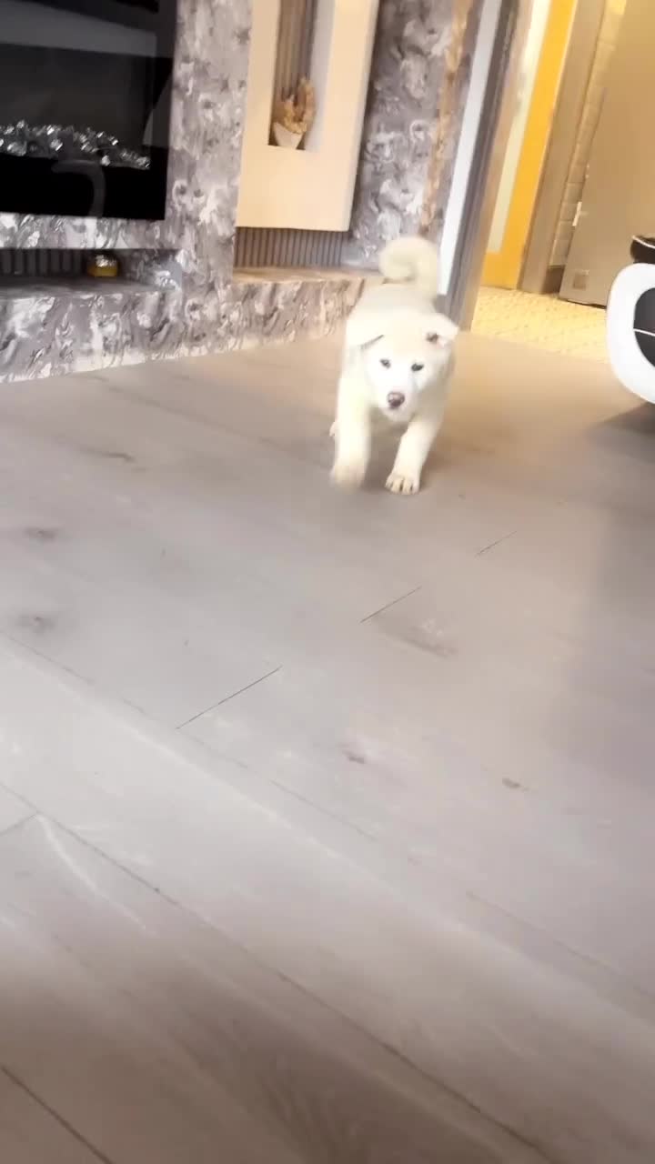 Japanese Akita Inu dogs for sale: Japanese Akita Inu - Video 1