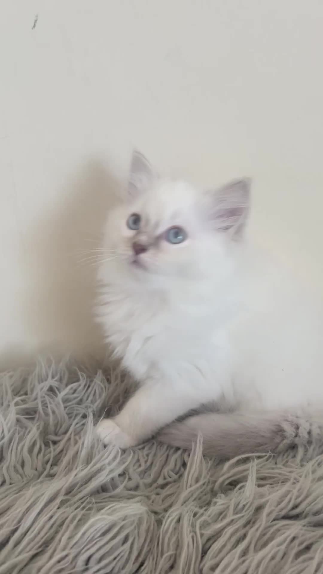 Ragdoll cats for sale: Female ragdoll  - Video 1