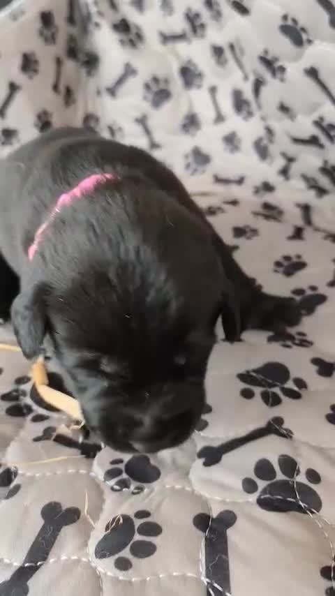 German Shepherd dogs for sale: 6 Beautiful German Shepherd Puppies in Tenbury Wells - Video 3