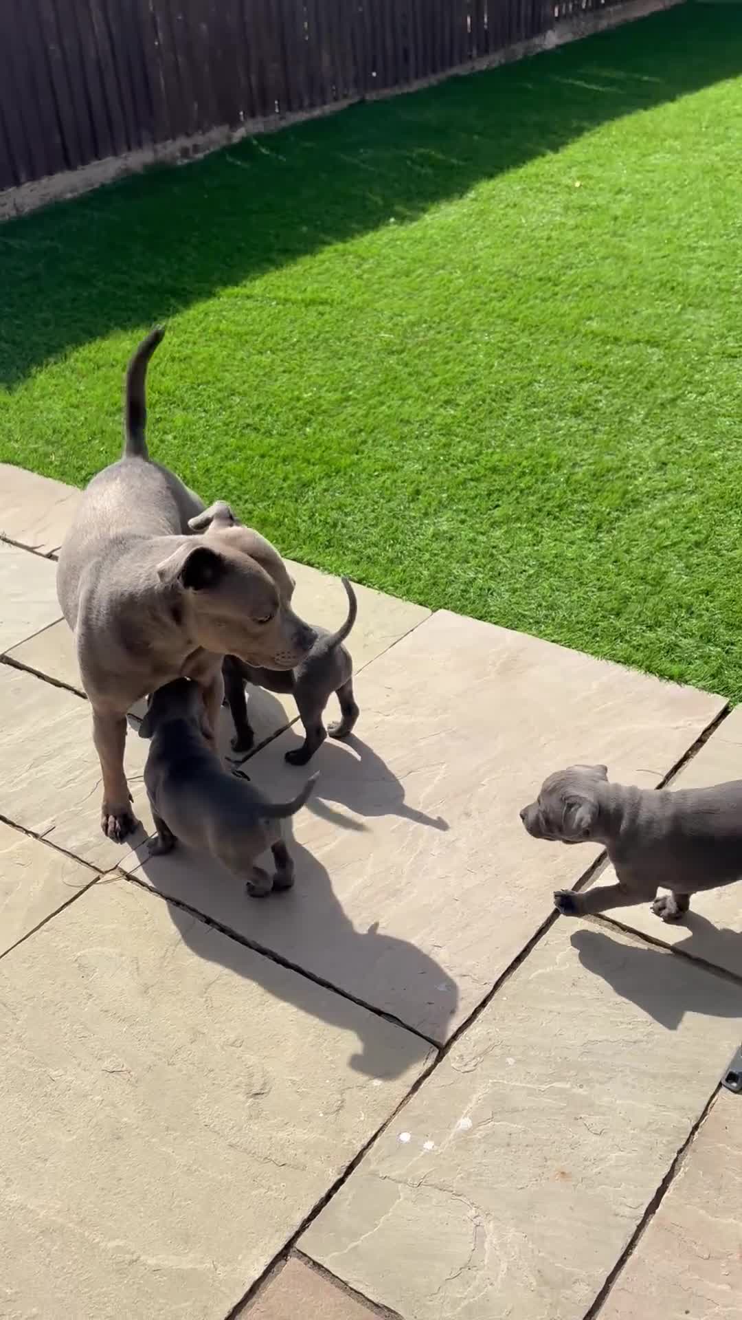 Staffordshire Bull Terrier dogs for sale: KC puppies for new homes  - Video 1