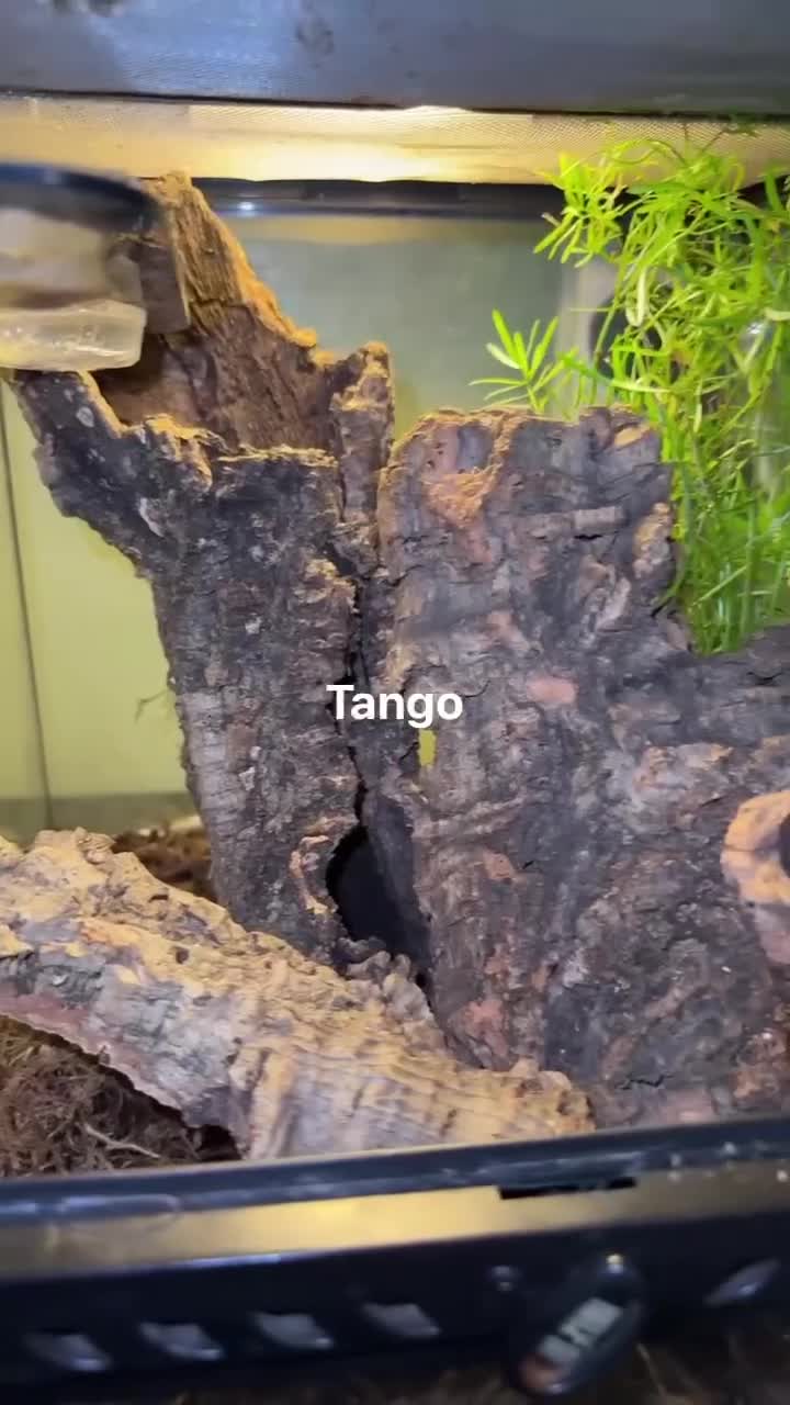 Gecko reptiles for sale: Leopard and crested geckos  in Trowbridge - Video 2