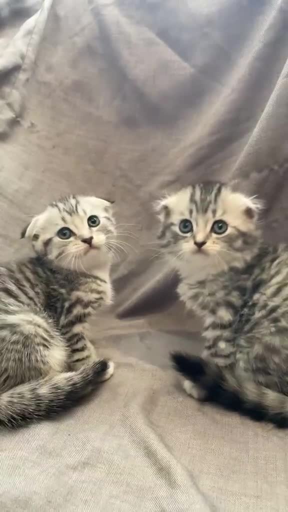 Mixed Breed cats for sale: Scottish fold / straight kittens  - Video 2
