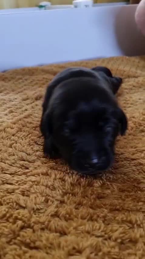 Labrador Retriever dogs for sale: Beautiful pedigree labrador puppies  - Video 2