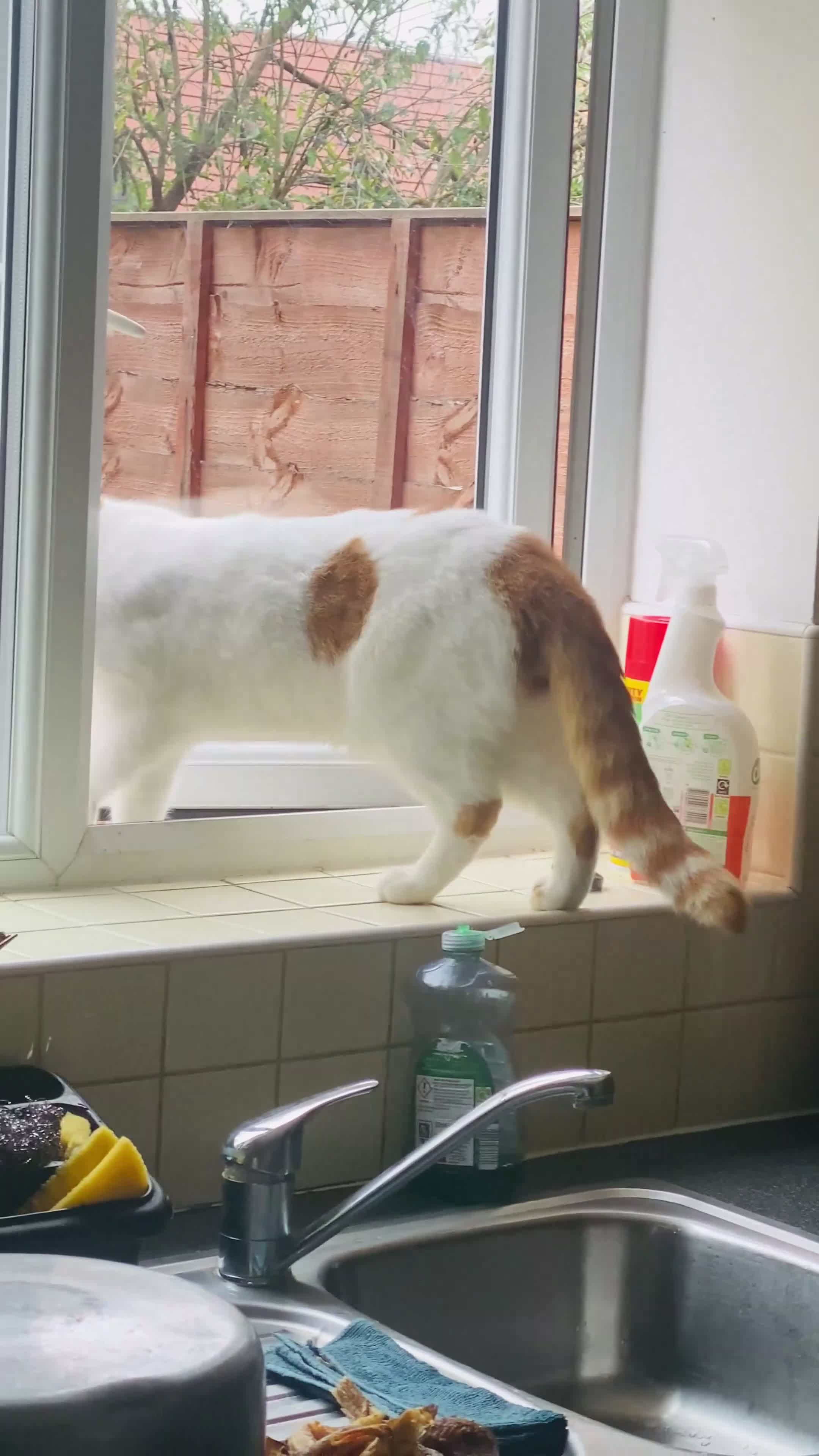 Mixed Breed cats for sale: Calico cat - Video 1