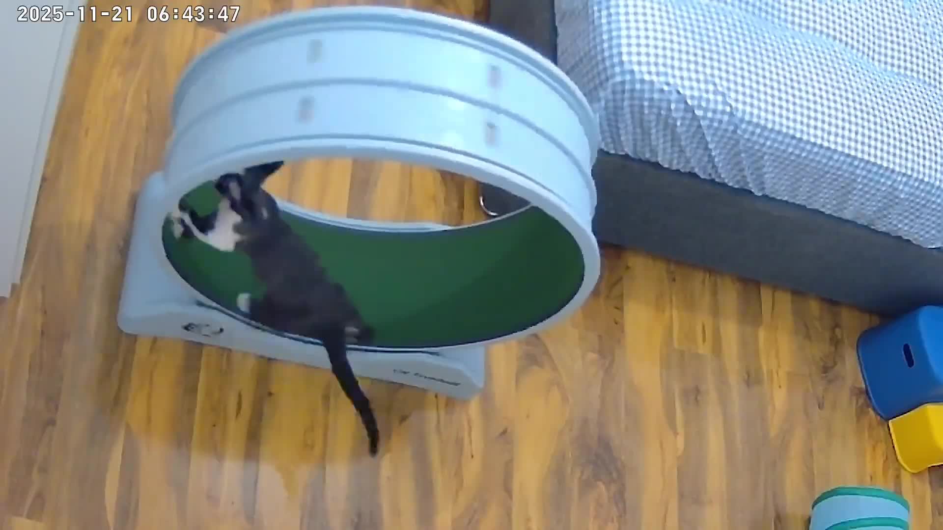 Devon Rex cats for sale: 標題可以是：  Adorable Kittens Looking for Loving Homes - Video 4