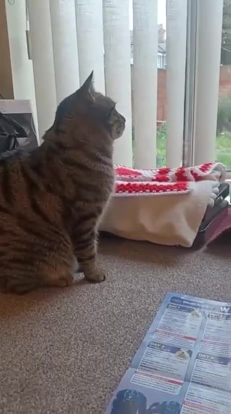 Mixed Breed cats for adoption: Bonded pair Hector & Hercules - Video 2