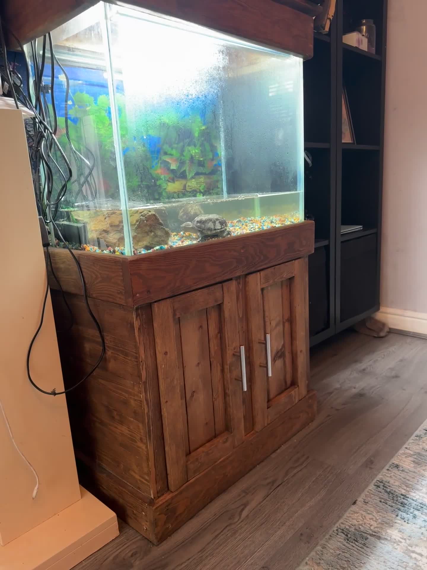 Turtle reptiles for sale: Musk/mud turtles - Video 1