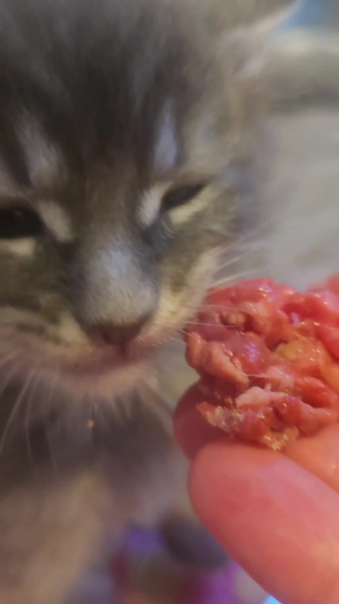 Maine Coon cats for sale: Mainecoon tica registered kittens shaded line - Video 4