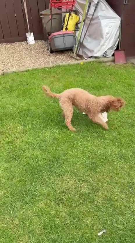 Mixed Breed dogs for sale: Cavamaltipoo puppies for sale - Video 1
