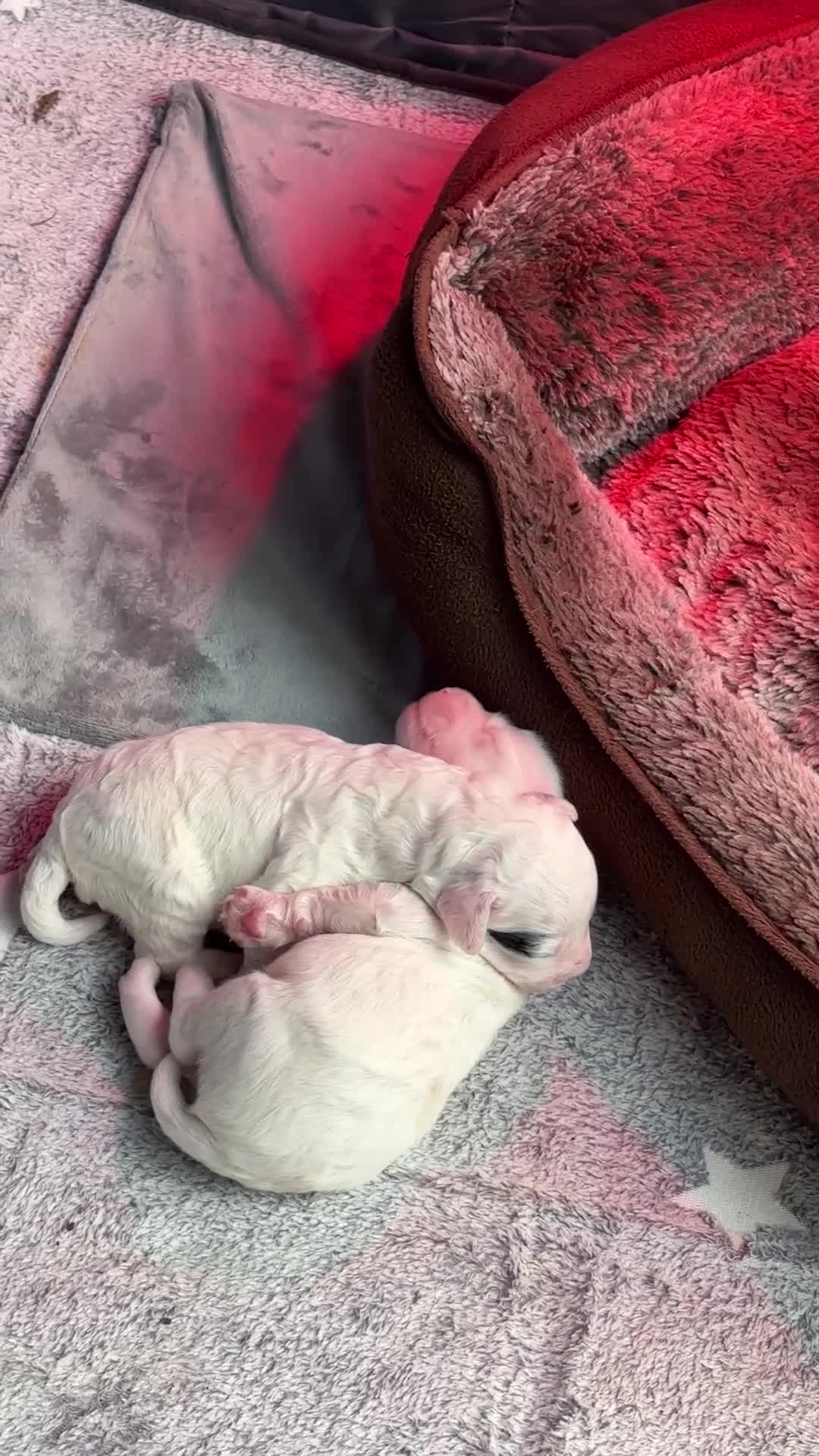 Cockapoo dogs for sale: Adorable F2 Cockapoo Puppies - First Litter  - Video 3