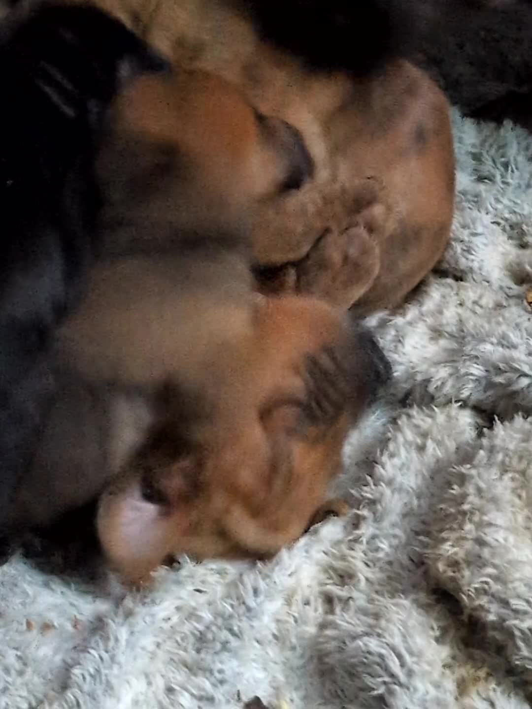 Mixed Breed dogs for sale: Shar pei cross cane corso - Video 2