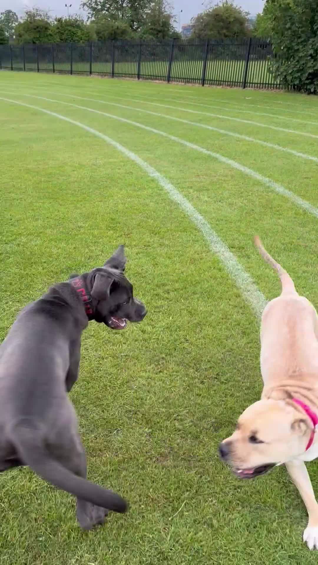 Cane Corso dogs for sale: Working Line Corso  - Video 2