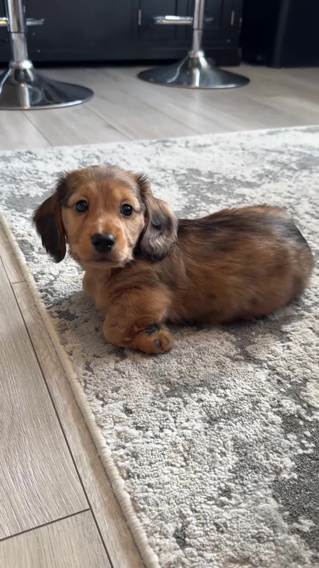 Miniature Dachshund dogs for sale:  Mini dachshund puppies- READY TUESDAY  - Video 1