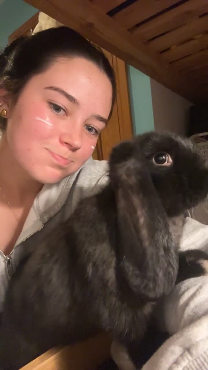 French Lop rabbits for sale: Black French Lop Giant Rabbit  - Video 1