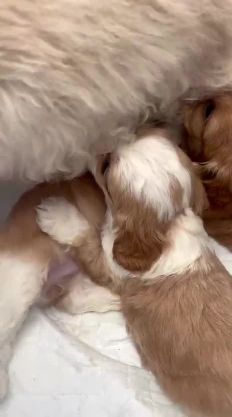 Cavapoo dogs for sale: Stunning Cavapoo puppies from family home  - Video 1