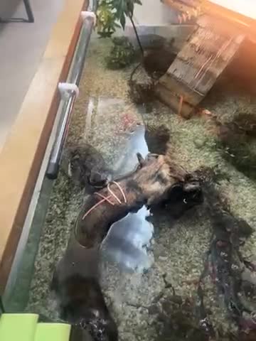 Terrapin reptiles for sale: Terrapin Turtles for Sale–Healthy, Active and fun - Video 3