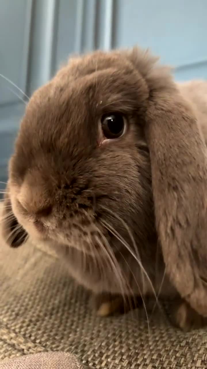 Mini Lop rabbits for sale: Female Rabbit Mini Lop - Video 1