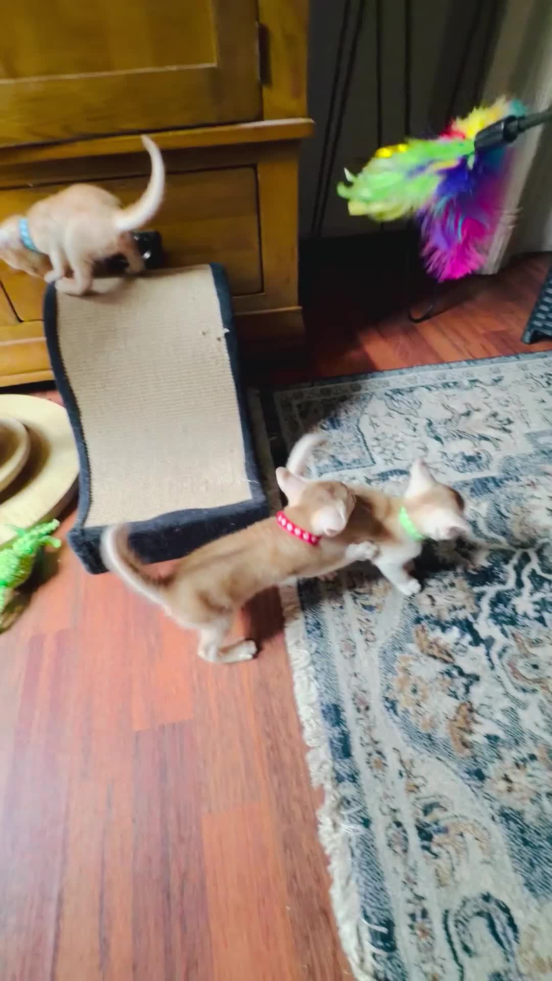 Abyssinian cats for sale: 🏆✨ CHAMPION Silver Cinnamon  Abyssinian  ✨🏆❤️ - Video 3