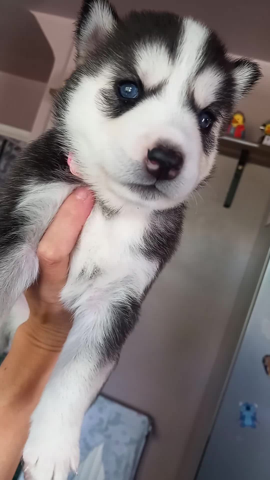 Siberian Husky dogs for sale: Husky  - Video 1