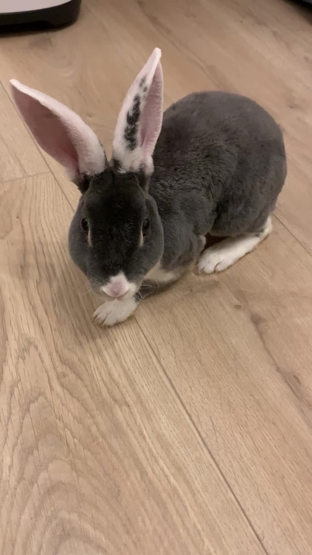 Rex rabbits for sale: Male Mini Rex - Video 1