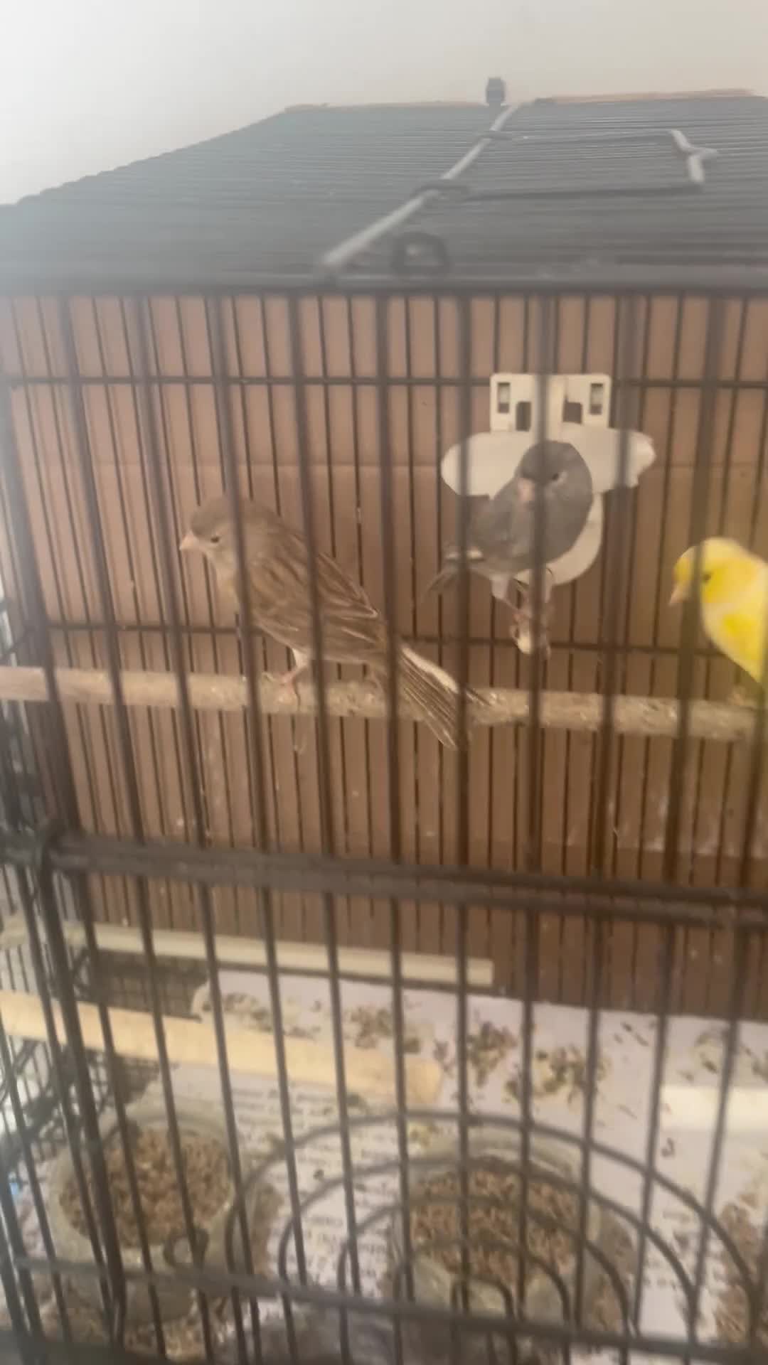 Canaries birds for sale: 9 Young Canaries, Various Colours. £30 each. - Video 1