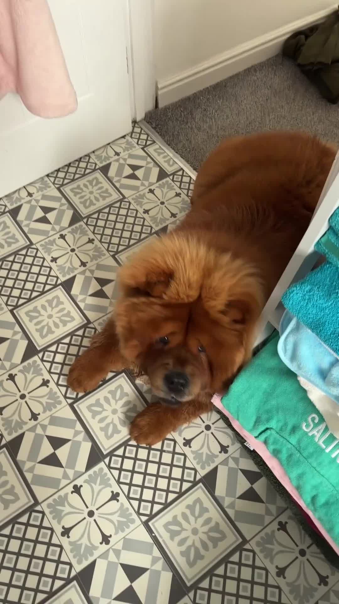 Chow Chow dogs for stud: KC Reg BamBam - Video 1