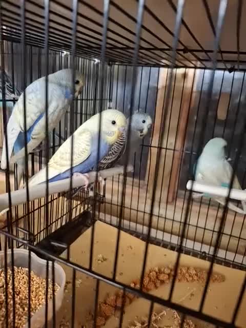 Budgerigars birds for sale: Baby budgies  - Video 1