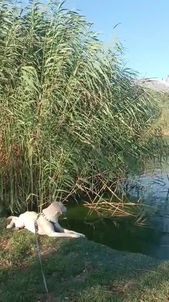 Labrador Retriever dogs for adoption: Blondie - Video 1