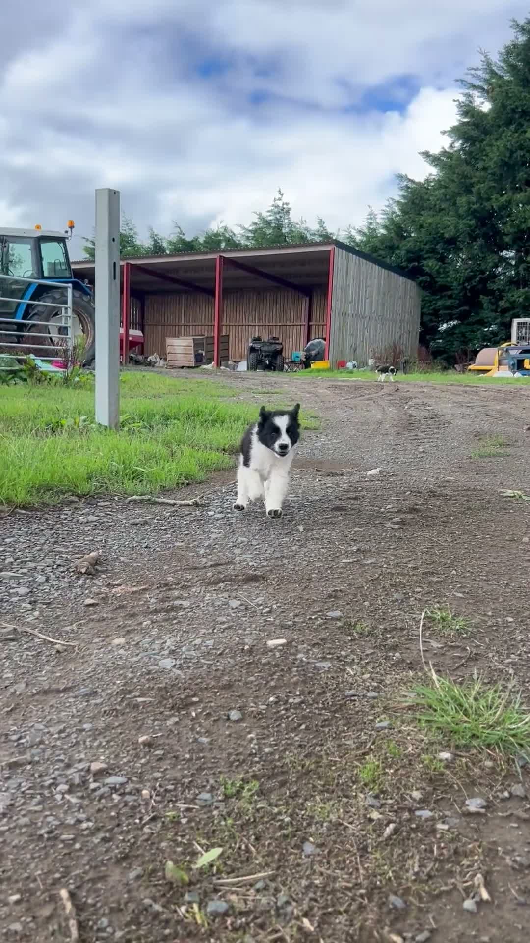 Border Collie dogs for sale: 2 border collie Pups- Ready to go now! - Video 3