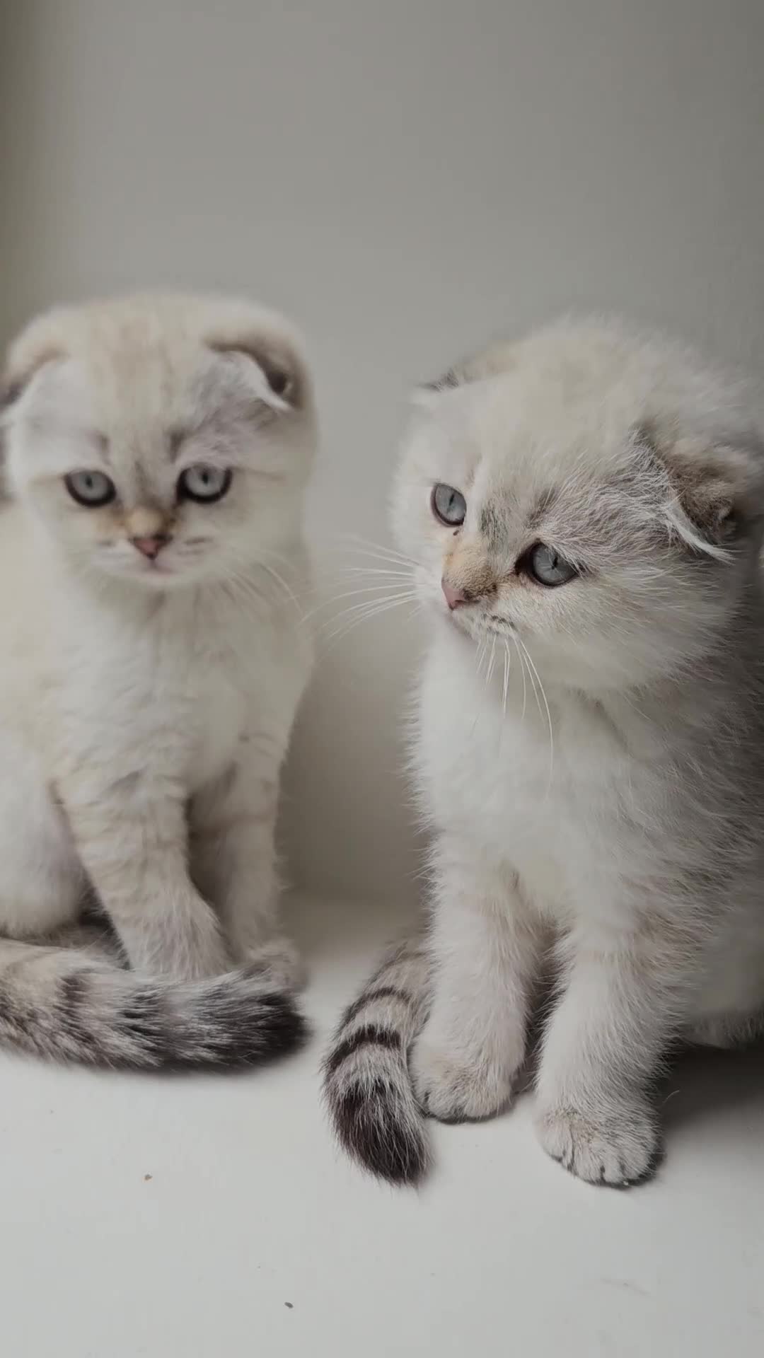 Scottish Fold cats for sale: Reduced💥£350 ready now Tica scottish fold london  - Video 1