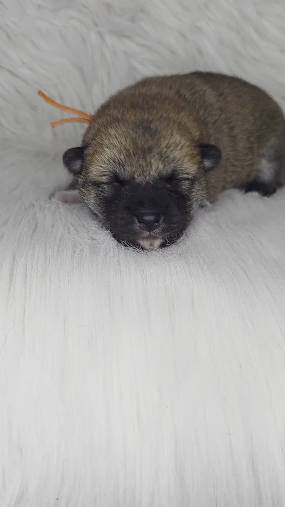 Japanese Shiba Inu dogs for sale: Outstanding Japanese Shiba Inu - Video 1