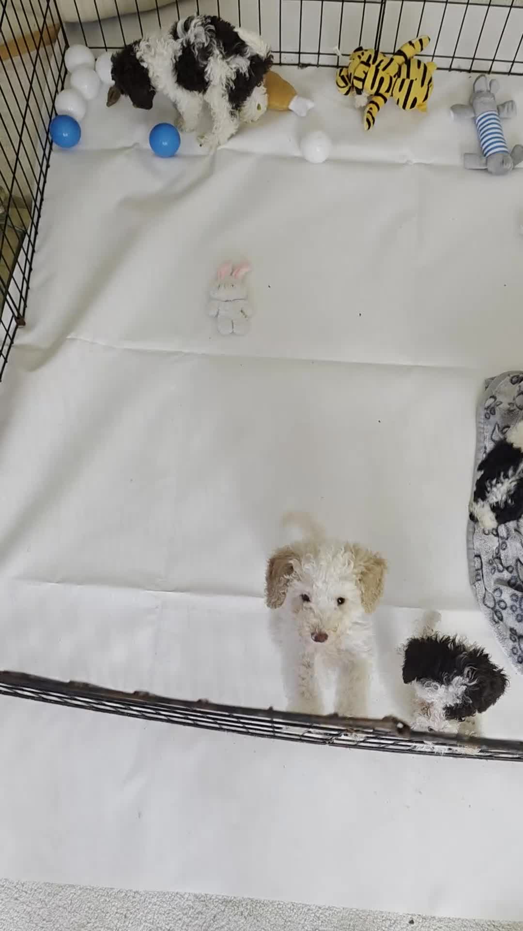 Toy Poodle dogs for sale: READY NOW 2  BROWN & WHITE Rare Toy Parti Poodles - Video 1